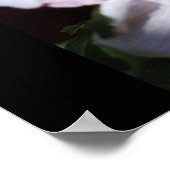 Rose der Scharon Poster (Ecke)