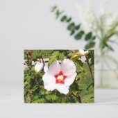 Rose der Sharon Bloom Postkarte (Stehend Vorderseite)