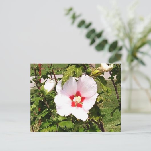 Rose der Sharon Bloom Postkarte (Stehend Vorderseite)