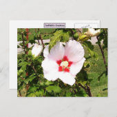 Rose der Sharon Bloom Postkarte (Vorne/Hinten)