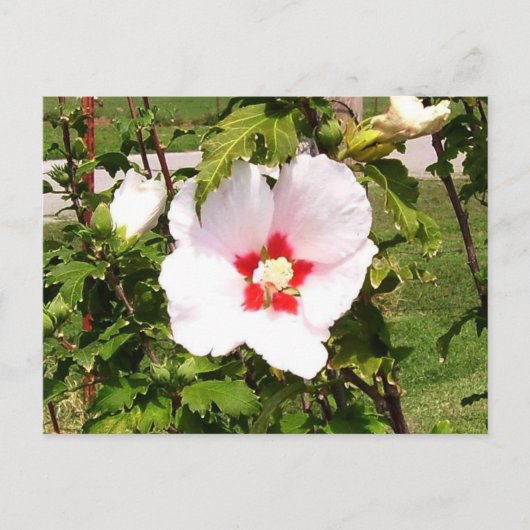 Rose der Sharon Bloom Postkarte (Vorderseite)
