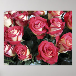 Rose der Süße in Hacienda Compania Poster