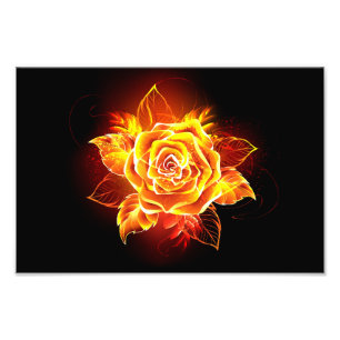 Rose des blühenden Feuers Fotodruck