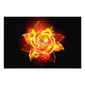 Rose des blühenden Feuers Fotodruck (Vorne)