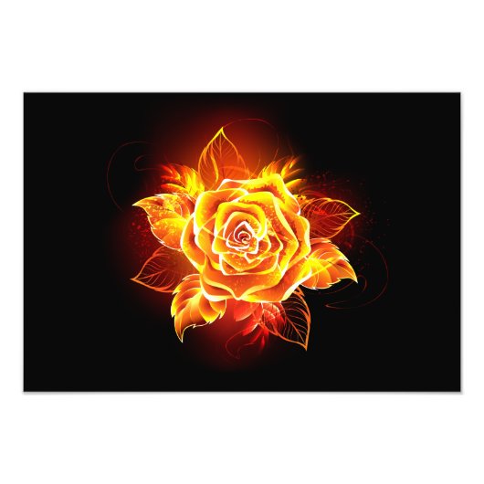 Rose des blühenden Feuers Fotodruck (Vorne)