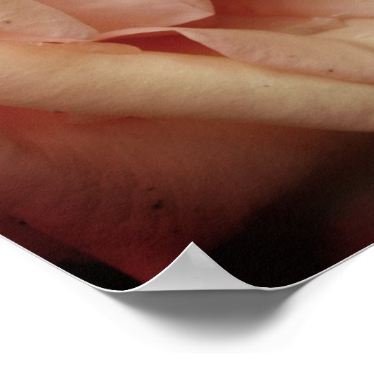 Rose des blühenden Peach Poster (Ecke)