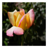 Rose des Friedens... Poster (Vorderseite)