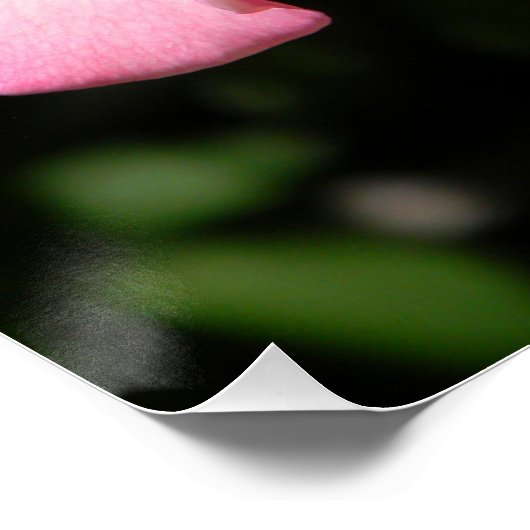 Rose des Friedens... Poster (Ecke)