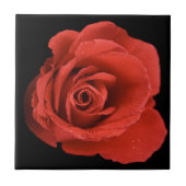 Rose des Roten Dramas Fliese (Vorderseite)