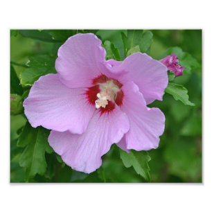 Rose des Sharon-Foto-Druckes Fotodruck