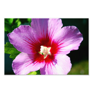 Rose des Sharon-Fotodruckes Fotodruck