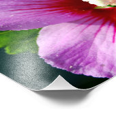 Rose des Sharon-Fotos Fotodruck (Ecke)