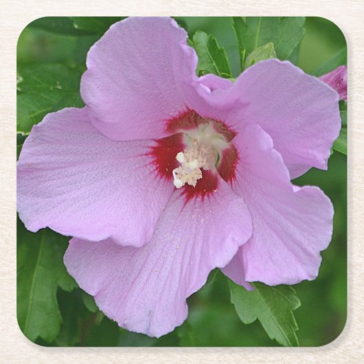 Rose des Sharon Party Untersetzer (Vorderseite)
