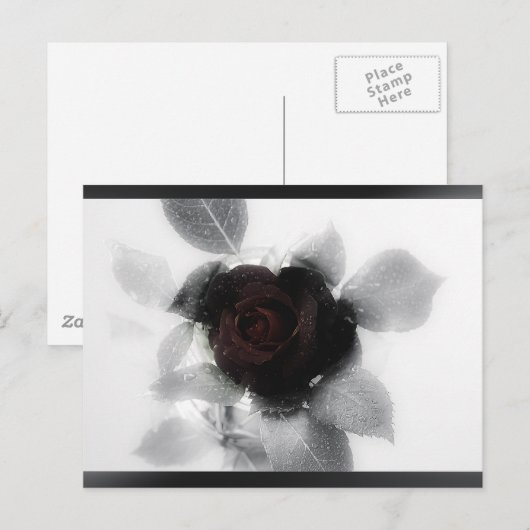 Rose des Trauerspeichers Postkarte (Vorne/Hinten)