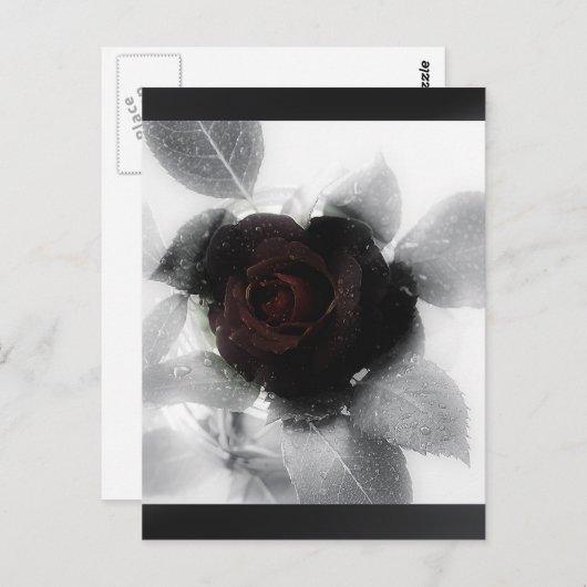 Rose des Trauerspeichers Postkarte (Vorne/Hinten)