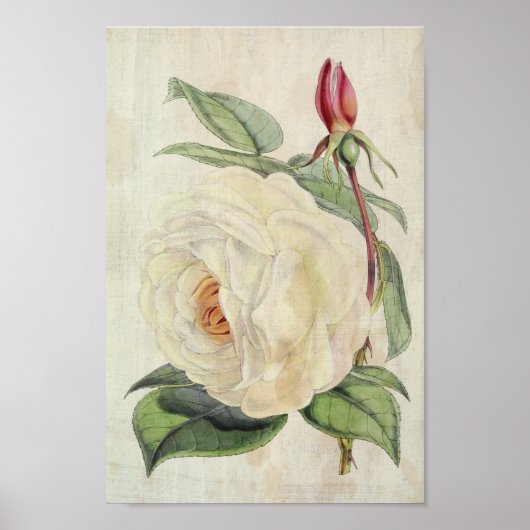 Rose des Vintagen botanischen Präsidenten Poster (Vorne)
