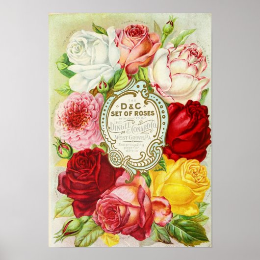 Rose-Dingee und Conard Company Seed Catalog Poster (Vorne)