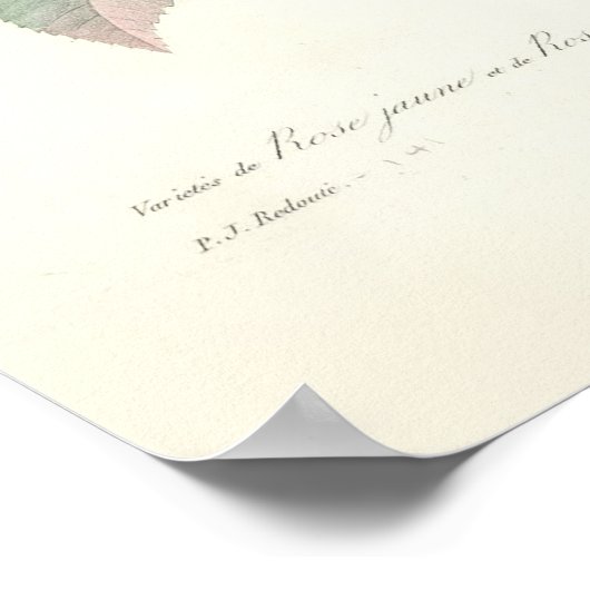 Rose du Bengale Canvas Print Poster (Ecke)