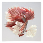 Rose Dumbo Halfmoon Betta Fish 2 Fotodruck (Vorne)