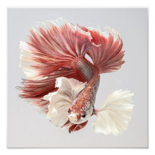 Rose Dumbo Halfmoon Betta Fish 2 Fotodruck (Vorne)
