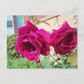 Rose Duo Postkarte (Vorderseite)