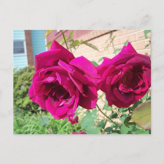 Rose Duo Postkarte (Vorderseite)