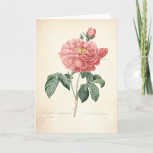 Rose durch Redoute Vintage botanische Dankeskarte