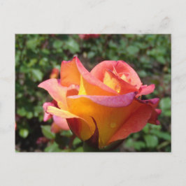 Rose Einladungspostkarte