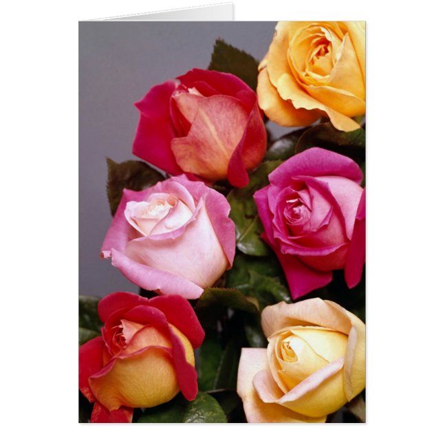 Rose Elegante Karten (Vorne)