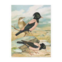 Rose-Farbige Vintage Vogel-Illustration Starling