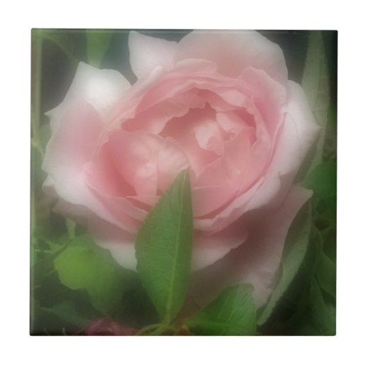 Rose Fliese (Vorderseite)