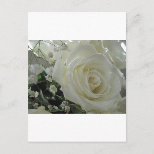 Rose Floral Postkarte (Vorderseite)
