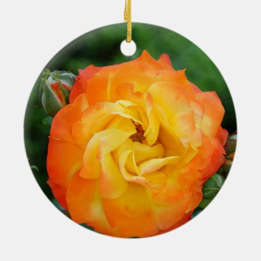 Rose Foto Ornament (Hinten)