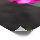 Rose Foto Poster (Ecke)