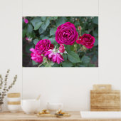 Rose Foto Poster (Küche)