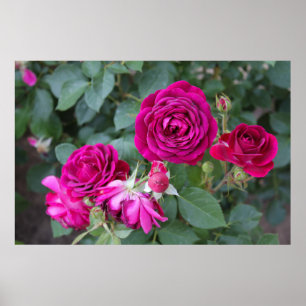 Rose Foto Poster