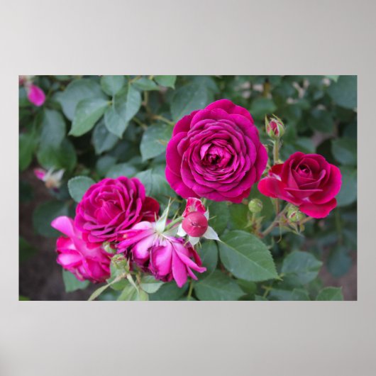 Rose Foto Poster (Vorne)