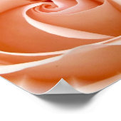 Rose Foto Poster Print (Ecke)