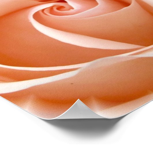 Rose Foto Poster Print (Ecke)