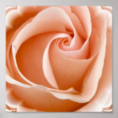 Rose Foto Poster Print (Vorne)