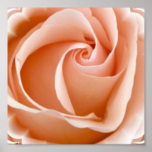 Rose Foto Poster Print (Vorne)