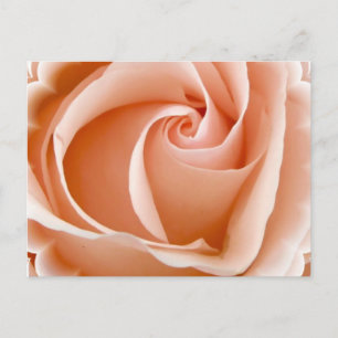 Rose Foto Postkarte