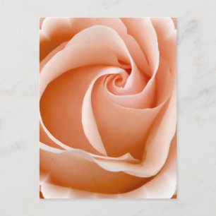 Rose Foto Postkarte