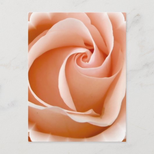 Rose Foto Postkarte (Vorderseite)