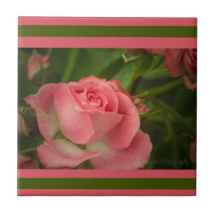 Rose Foto Tile Fliese