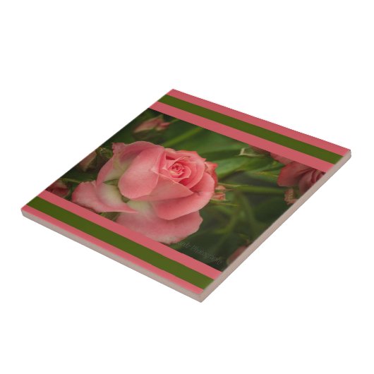 Rose Foto Tile Fliese (Seite)