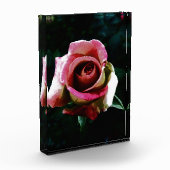 rose fotoblock (Links)