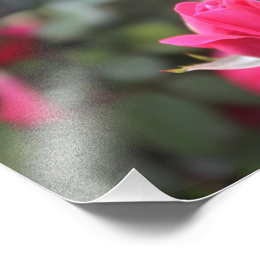 Rose Fotodruck (Ecke)
