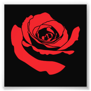 Rose Fotodruck