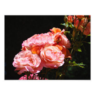 Rose Fotodrucke Roses Bouquet Fotodruck